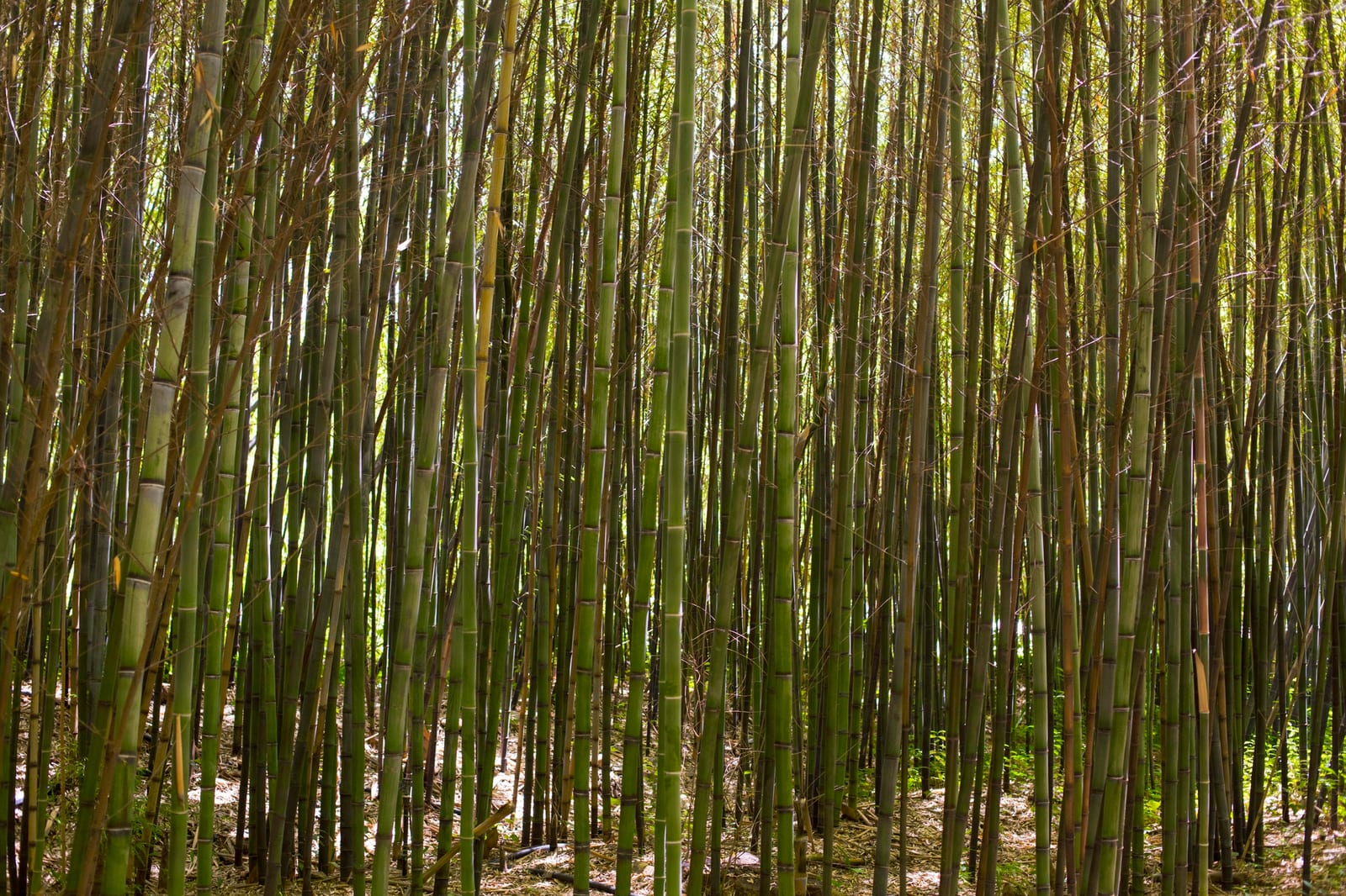 Painel de Bambu para Muros e Paredes fabricado em bambu tratado